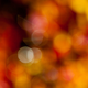 Illustration for article titled Shooting Challenge Fall Leaves Gallery 10